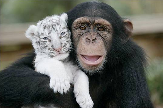 chimp_and_tiger.png?w=535&h=356